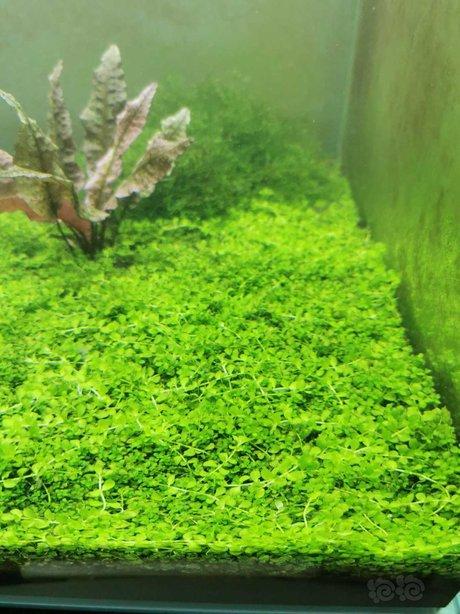 【水草】出趴地矮珍珠