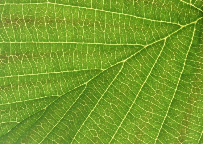 叶脉图片
