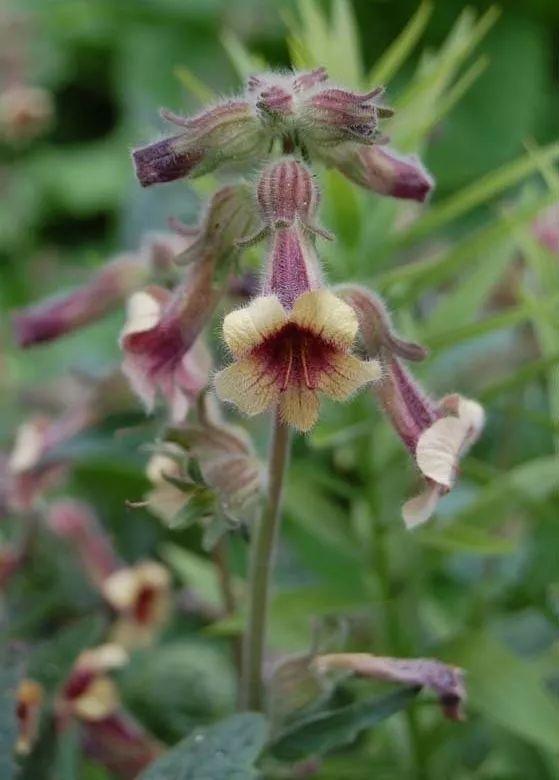 有毒但能强心,毛地黄竟是如此分裂的一种花儿