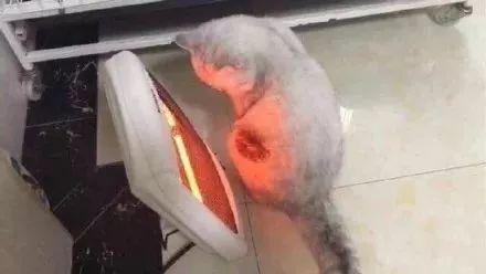 喵:佛系烤火了解一下…… 这个冬天你糊了吗? 糊过了,好巧你也是啊?