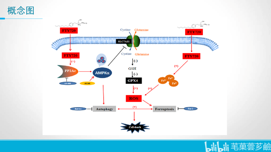 fty720通过pp2aampk信号通路诱导多发性骨髓瘤细胞发生铁死亡和自噬的