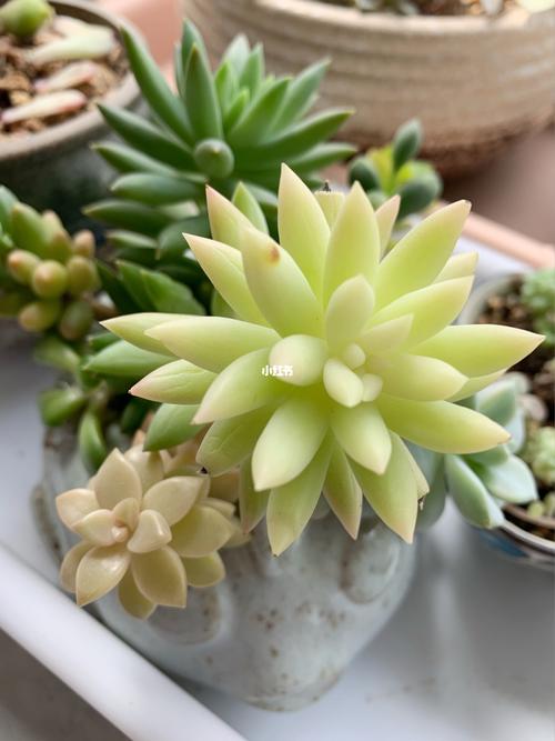 请教～这是"出锦"吗_多肉植物_新手_多肉控_家居家装