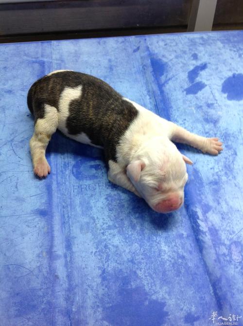 纯种美国斗牛犬7月19日出生开始预订