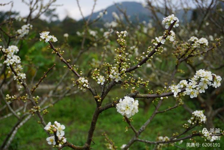 李花的花语:纯洁