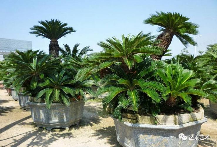 【盆景艺术】苏铁盆景的制作养护