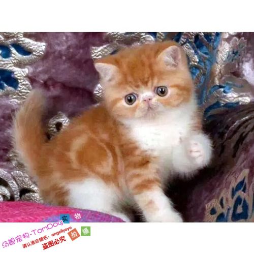 活体加菲猫猫咪幼猫宠物异国短毛猫家家养红白猫咪