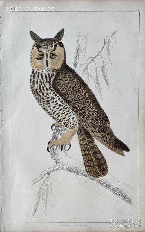 1850版《地球的自然史:动物图谱》—长耳猫头鹰/系列彩色雕版画/手工