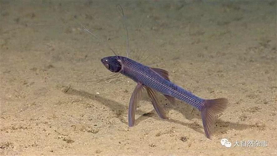 "踩高跷"的深海狗母鱼