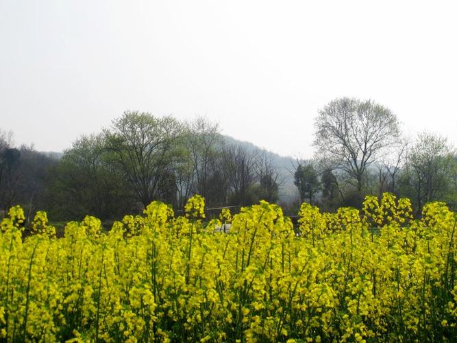 家乡的春天 心动的风景