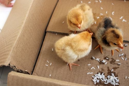 说说我那一波三折的孵鸡过程