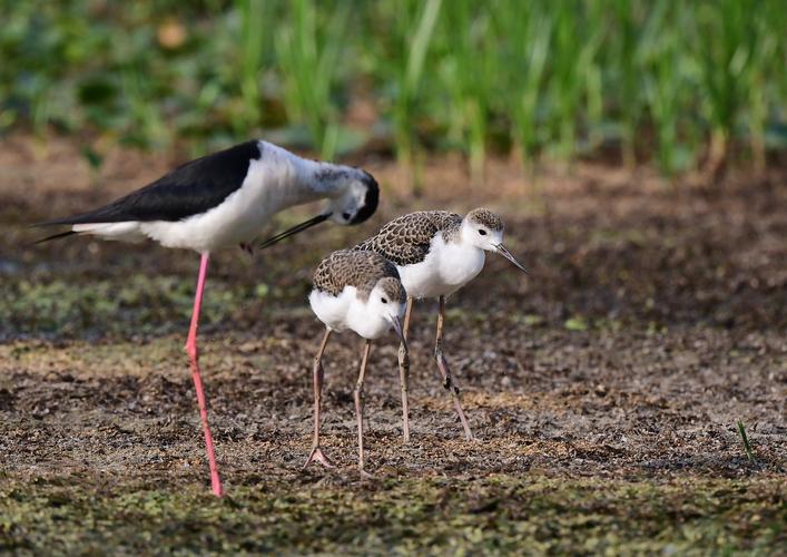 红腿娘子-黑翅长脚鹬育雏