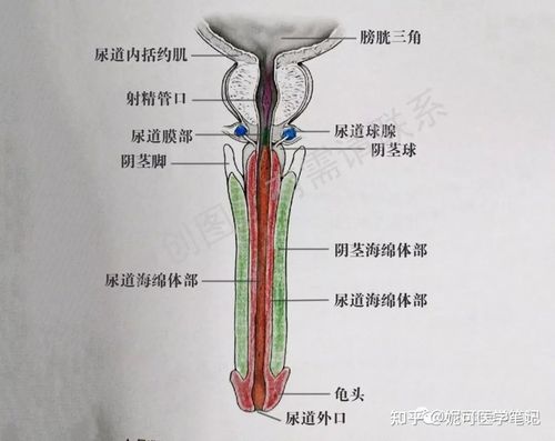 尿道海绵体内有尿道海绵体部,勃