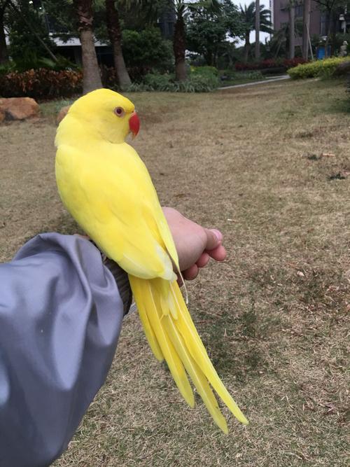黄化月轮鹦鹉