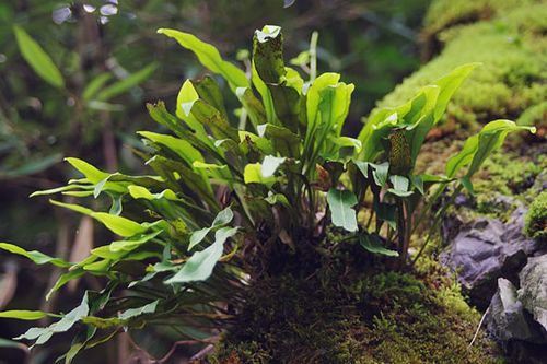 水龙骨科:华北石韦-蕨类植物-神农架生物学野外综合