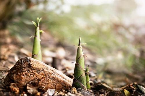 竹子成长的前4年是缓慢笨拙的,但正是前4年深深的扎根,才有后2年由