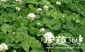 常具铺匐茎,上升,基部以上四棱形,具浅槽,被粟色串珠状具节的短柔毛鳞