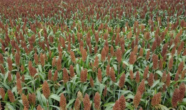 江津万亩高粱丰收,旅游"火"了腰包"鼓"了