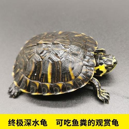 深水冷水长寿龟家养宠物观赏小乌龟招财一对黄耳吃龟