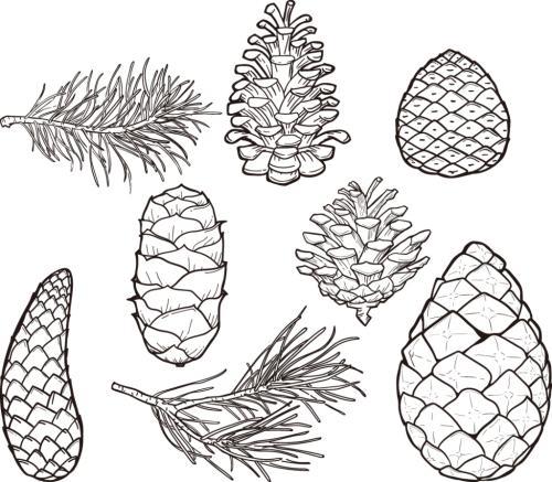 可爱的松果的简笔画