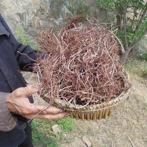 克250 娃娃拳拉拉秧根 年新货 17 红根草 雪见愁 沂蒙山野生茜草根