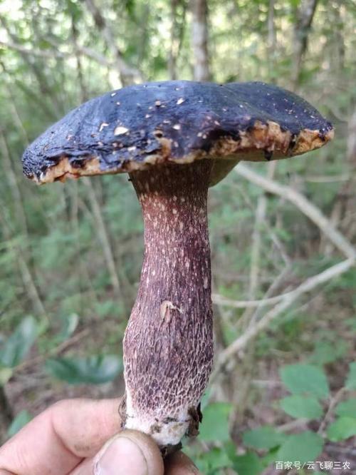 紫牛肝菌成熟实体