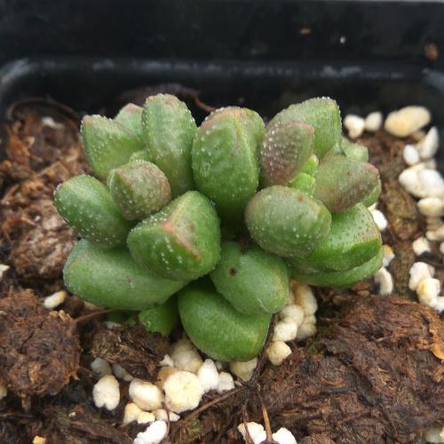 植物多肉寿桃小群群生防辐射绿植盆栽创意迷你多肉植物