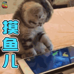 萌宠猫喵星人摸鱼soogifsoogif出品gif动图_动态图_表情包下载_soogif