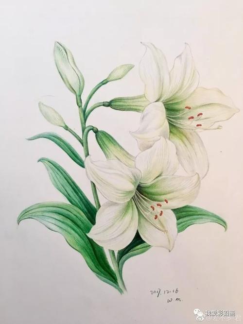 彩铅画:百合花
