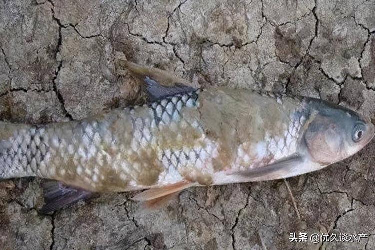 水霉病又称肤霉病或白毛病,是水生鱼类的真菌病之一,引起这种病的病