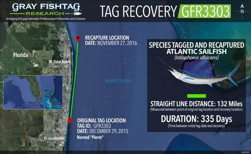 atlantic sailfish recaptured gfr3303
