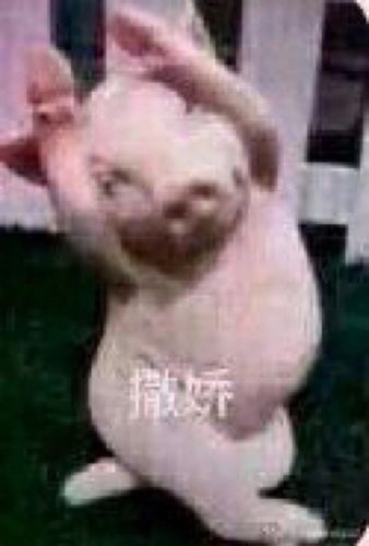 猪表情包 撒娇