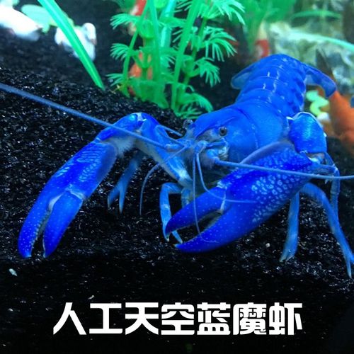 龙虾活体宠物 淡水