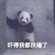 熊猫:吓得我都扶墙了
