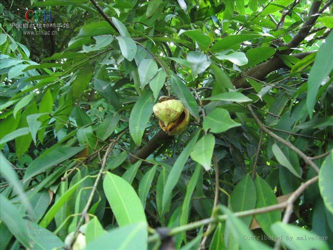 mesua ferrea (铁力木) 作者:malvaceae 来源:http://www.cfh.ac.