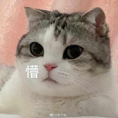 猫咪表情包‖香香软软的小泡芙专场～今天是甜甜的小猫咪鸭