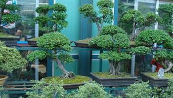 浙江花木城旅游风景区介绍