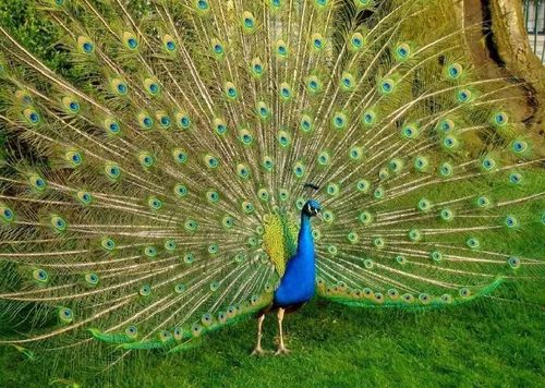 动物森林 国庆假期,萌宠来袭 数十种神兽入住 镇江雅居乐新乐府 孔雀