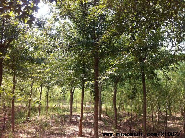 大量供应三角枫 三角枫小苗 三角枫树苗工程苗 三角槭