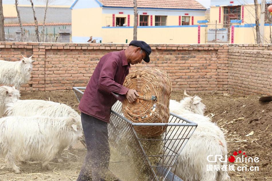 【壮丽70年·奋斗新时代】别看我只是一只羊 脱贫致富