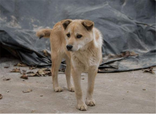 农村人养狗很"随便",很多都是"放养",难道不会走丢吗?