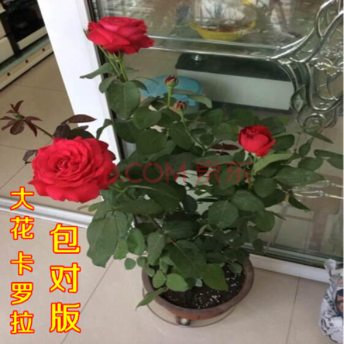 花月季黑魔术浓香玫瑰花苗切花香水月季盆栽带花苞花期长 卡罗拉壮苗