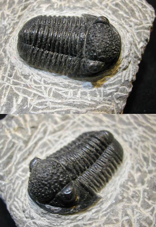 三叶虫