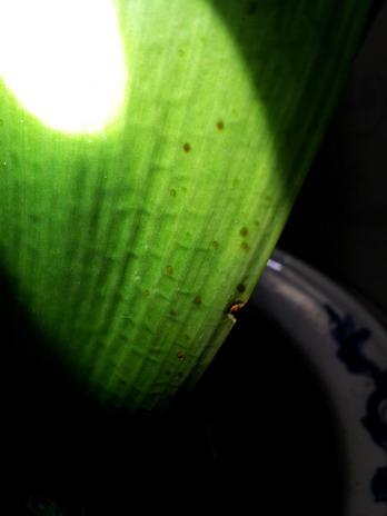 君子兰花叶片背面发现有小红点,可能是蚧壳虫,有哪位高手指点指点?