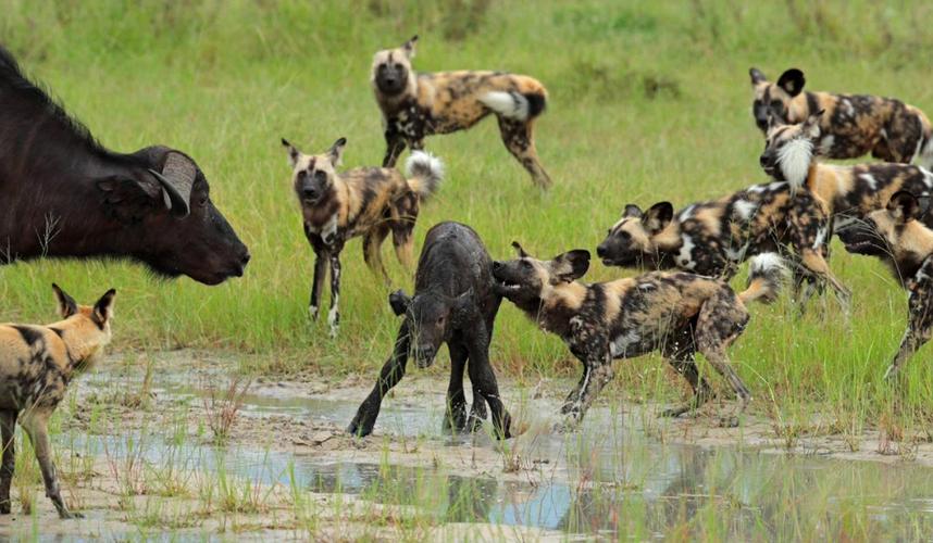 斑鬣狗体型比狼大,战力亦不俗,为何要用"下三滥"的攻击手段?