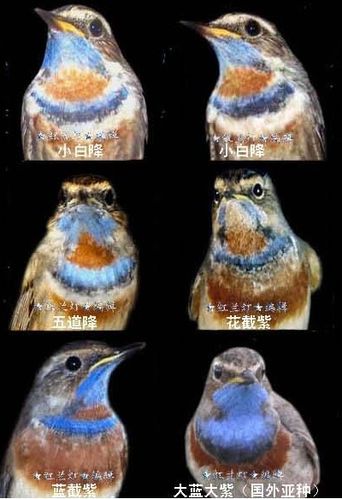 【浅谈l蓝靛颏鸟的饲养习性及图谱】| 靛颏协会