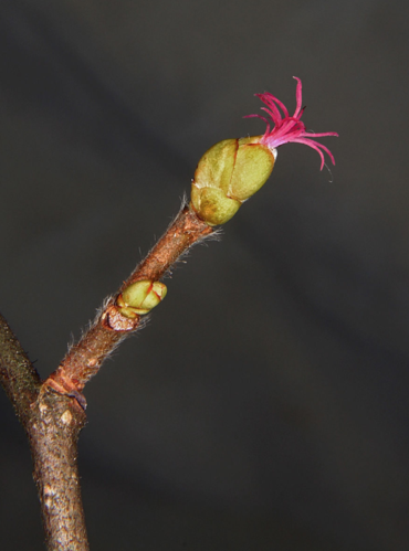 【城市物种日历】9月28日 榛子雌花