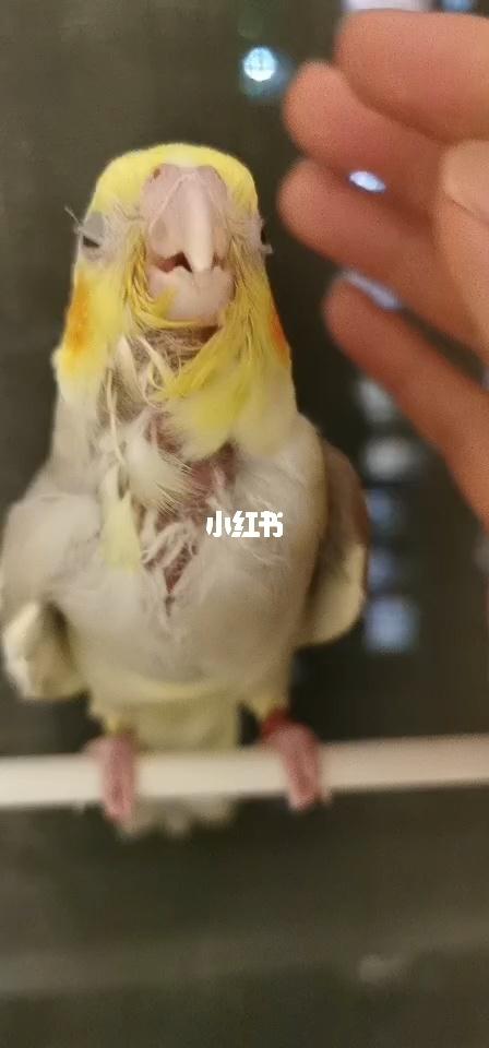 玄凤嗉囊积食拉肚子怎么办_玄凤_积食_腹泻_鹦鹉_奶粉