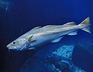 一次品尝,今生难忘