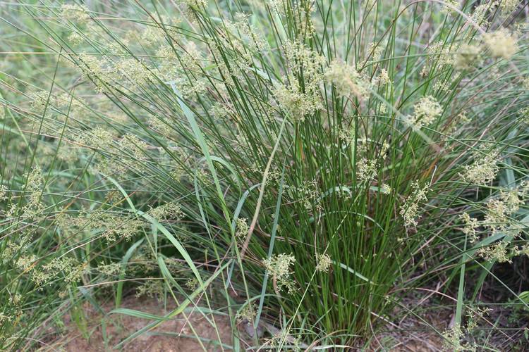 庆元植物1434-灯心草科-灯心草属-野灯心草