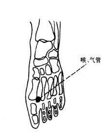 脚部反射区9扁桃腺上颌下颌喉气管腹股沟等反射区